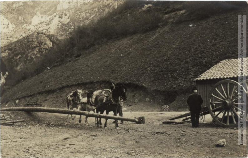 Aude. Vallée de Gesse. Exploitation forestière : attelage trainant un sapin / photographie Amédée Trantoul (1837-1910). - Toulouse : maison Labouche frères, [entre 1900 et 1910]. - Photographie (1900/1910) - recto